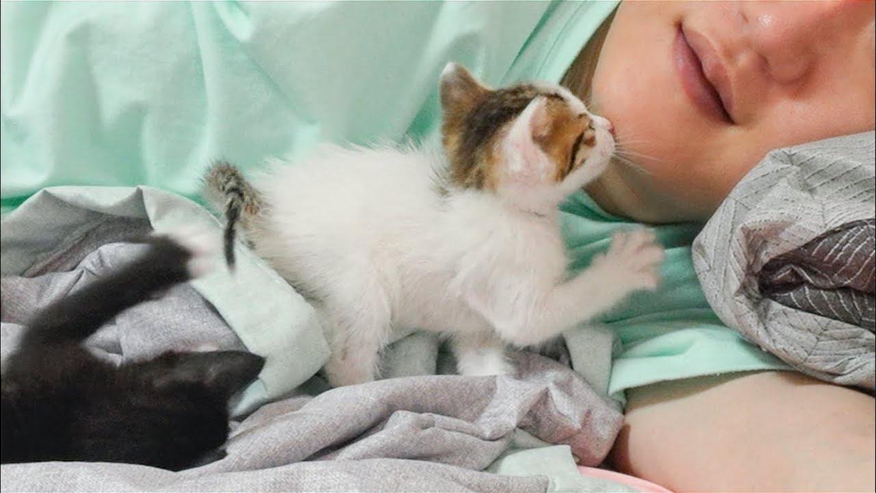 Every Night, Kittens Want To Kiss Humans Before Sleeping