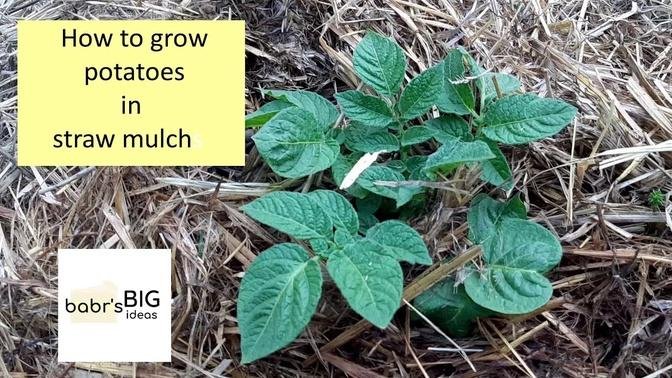 How to grow potatoes in straw mulch