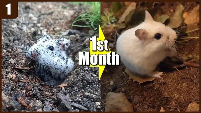  ep.1) 1st month - Truly naturalistic hamster TERRARIUM cage change  (no wood bedding)