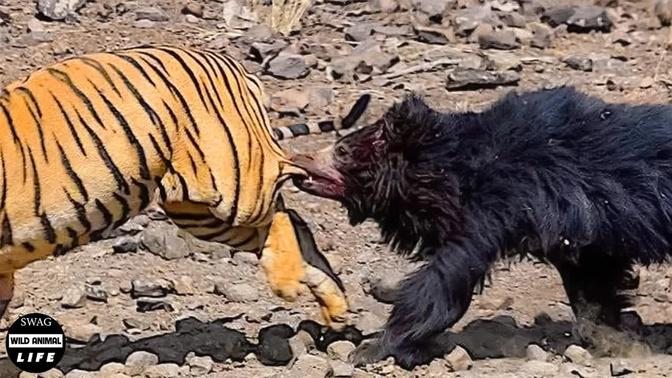 OMG! Sloth Bear Show Tiger Who is The King Of Jungle | Wild Animal Life