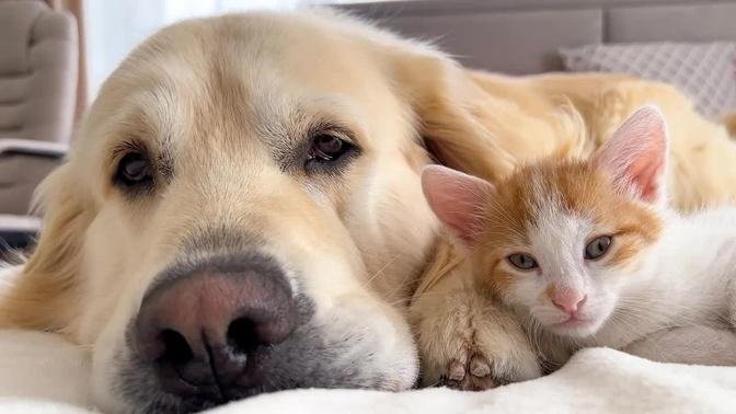 What the love of a Golden Retriever and a Tiny Kitten Looks Like