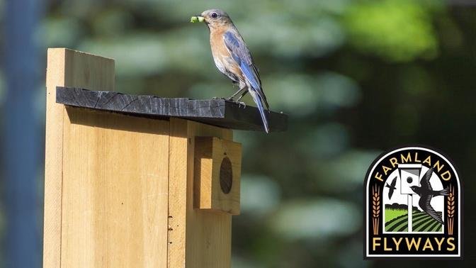 Lesson 3 - Insect-Eating Birds Supported by Nest Boxes and Buildings