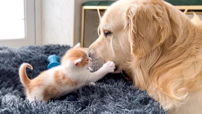 Tiny Kitten Reacts to Golden Retriever