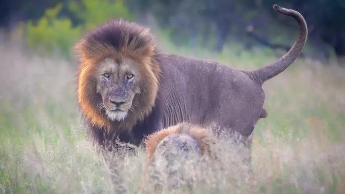 Lion Pride, Lion Cubs & 2 Pride Males- Kruger National Park South Africa
