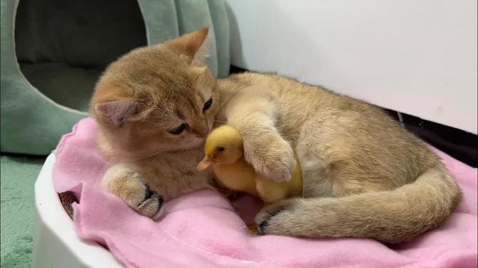 The daily life of ducklings and kittens is very interesting!  kitten taking care of duck 😽