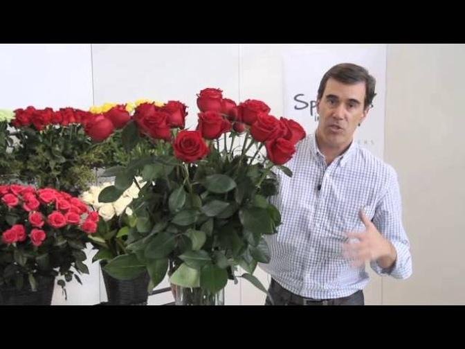 How to arrange your roses and make them last!.