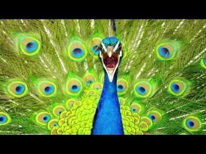 Peacock Call ~ PEACOCK Sounds- and Pictures for learning | Videos | ESL ...