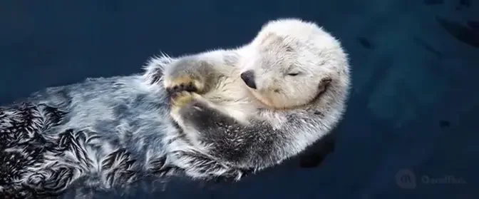 Adorables loutres de mer faisant leur toilette ❤️ #animaux