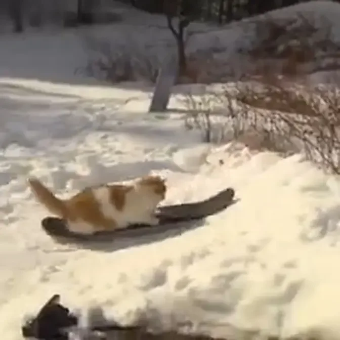 Impressive. This beautiful fluffy cat has amazing and awesome snowboarding skills.