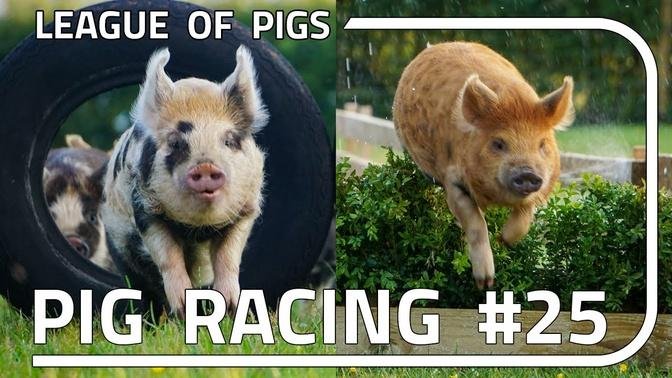 League of Pigs - Season 7 - Round 1!
