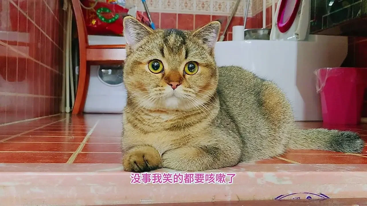 寄养人寄来豪华猫抓柱，安排路易玩玩？独苗小猫为何把主人逗呛了