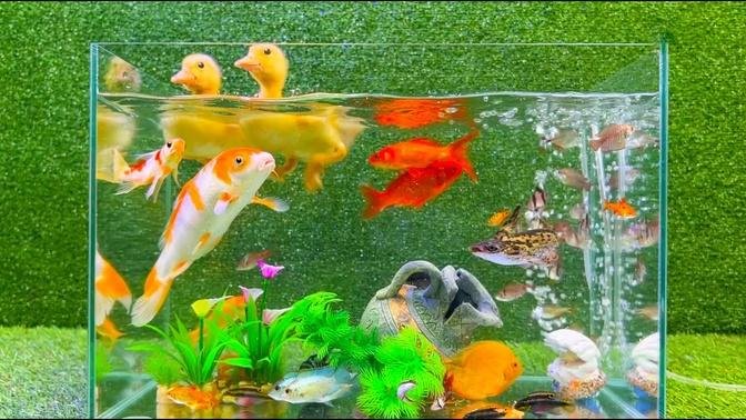 Baby Duck Duckling, Betta Fish, Butterfly Fish, Frog, Snake, Goldfish, Koi Carp Fish - cute videos