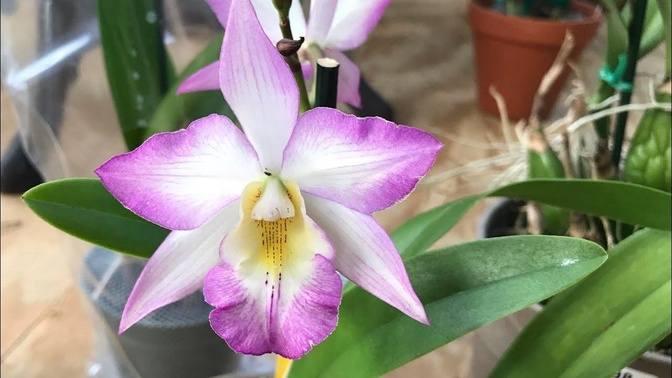 Lowe’s orchids : Enc. Cordigera & Iwanagara Apple Blossom | Videos ...