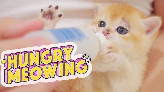 Hungry Sick Kitten Meowing Loudly, Won’t Let Go Of Bottle | Kitten Bottle Feeding | Lucky Pawison