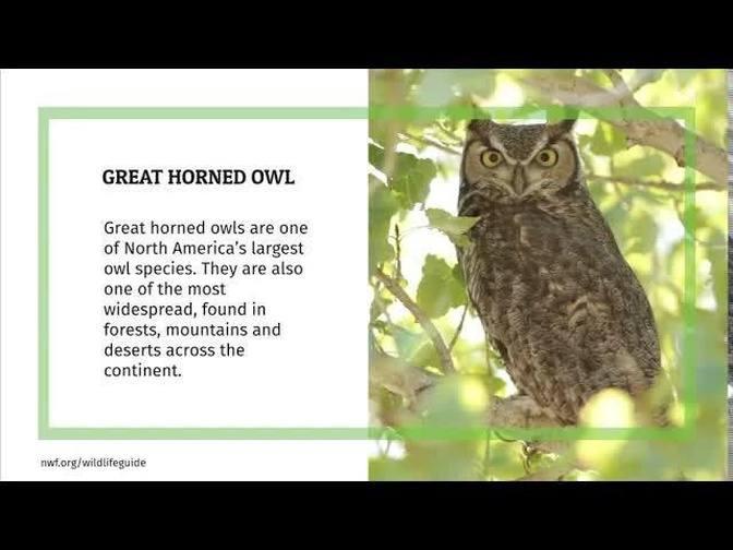 Great Horned Owl Wildlife Fact