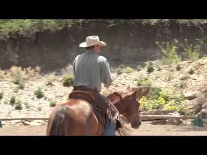 Cherokee Bridle Riding Pat Parelli Four Savvys - Finesse Level 4 DVD Excerpt
