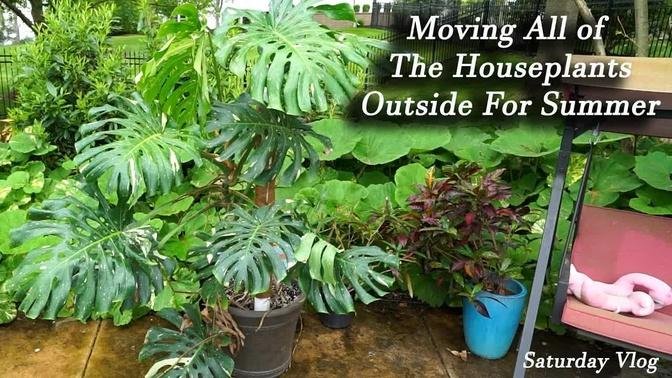 Moving Lots of Houseplants And Tropical Plants Outside For Summer!