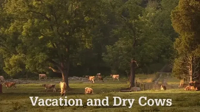 Vacation and Dry Cows