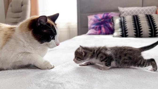 Funny Cat Confused by Tiny Kittens