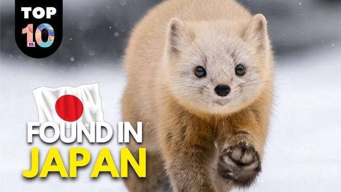 10-unique-animals-found-in-japan