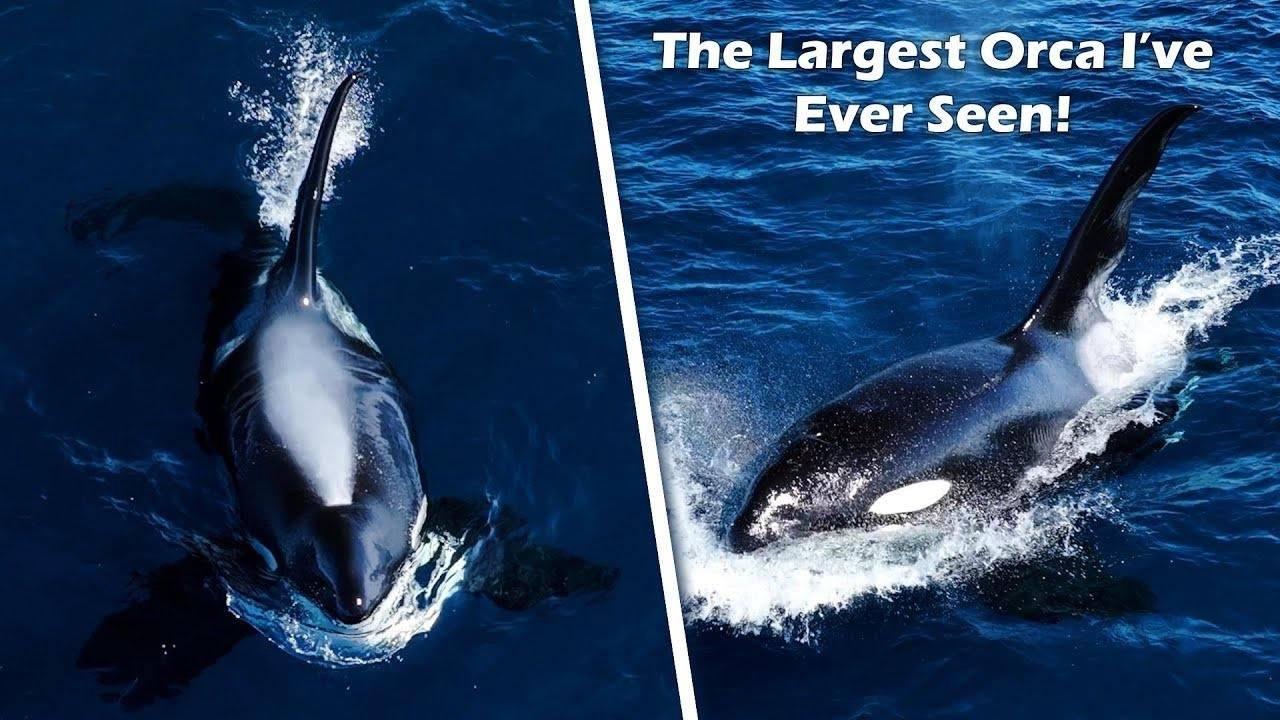 We found a 45 Year Old Orca! & a New Killer Whale Pod Discovery: Ultimate Whale Expedition EP 5