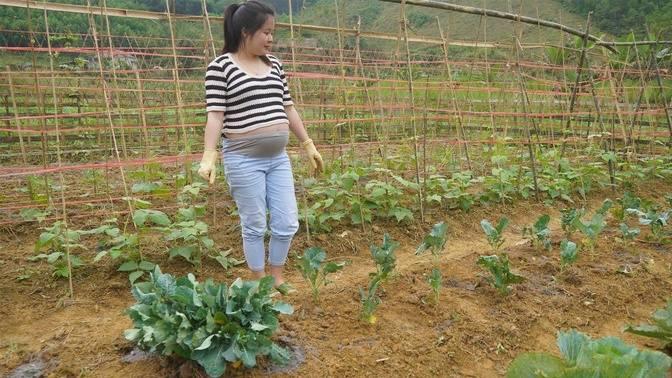 Move fish from lower pond to upper pond, Growing cauliflower | Thanh Hien's Building Life (30)