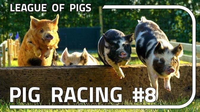  League of Pigs - Season 2 - FINALS!!!