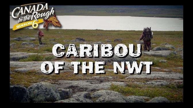 Caribou of the NWT (HUGE Dream Bull)