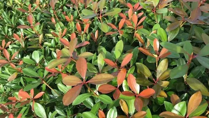 Ternstroemia