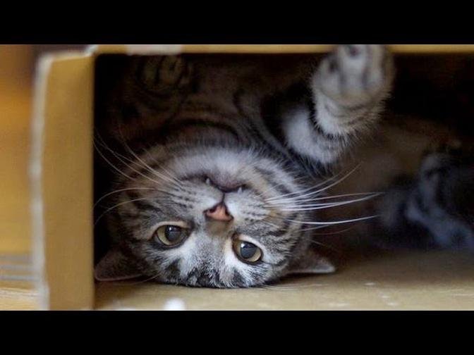 World's funniest cats and their best moments - Funny cat compilation