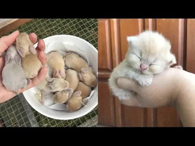Cute baby animals Videos Compilation cute moment of the animals #6 Cutest Animals 2022
