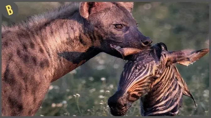 Las 15 Henas Más Feroces Cazando A Su Presa Preferida
