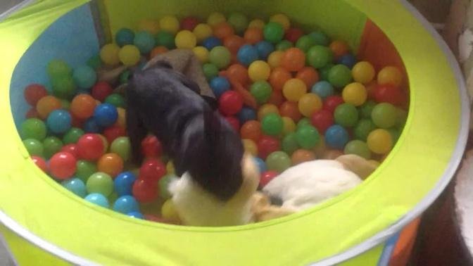 French bulldog puppy in ball pool