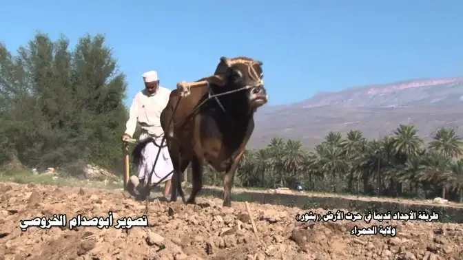 طريقة الأجداد قديمآ في حرث الأرض بثور ولاية الحمراء.