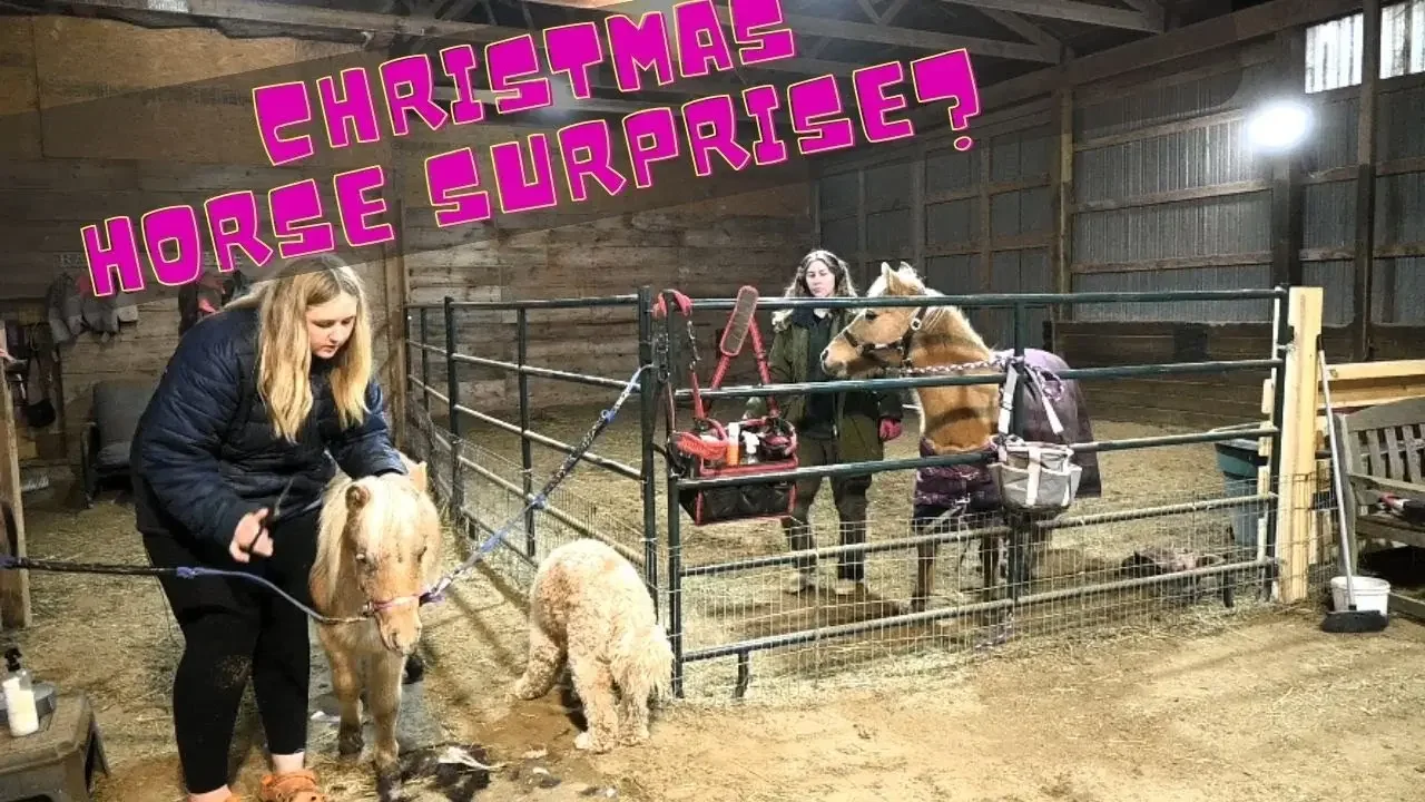 Surprising my kids with a horse  for Christmas,,,,,,