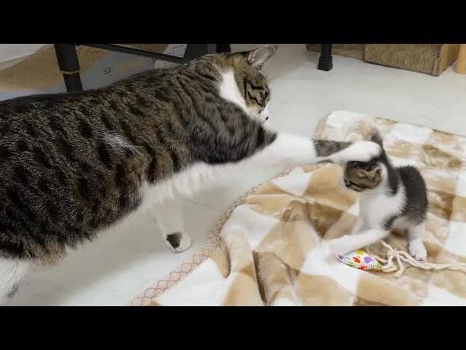 How will the Big Cat React to the Rescued Kitten's Rude Behavior? │ Episode.109