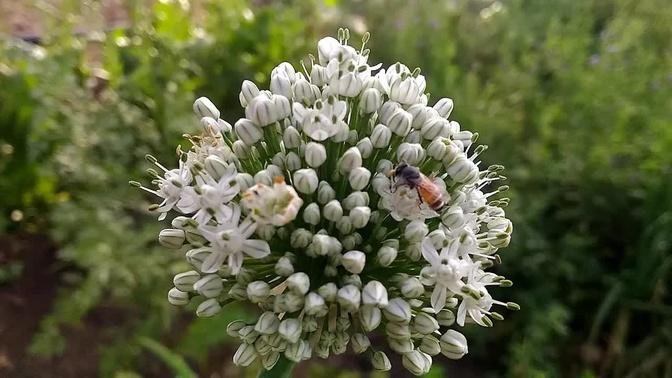 Onion crop || Honey bee on Flowers || Onion flower || bee flower pollinating