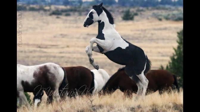 Wild Horses ... Mustangs of Oregon. | Videos | House Eventing | Gan ...