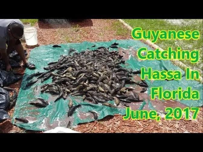 Guyanese Fishing Catching Hassa In Florida June, 2017 | Videos | Azim ...