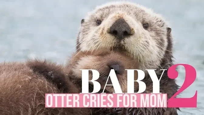Baby Otter Cries for its Mother - Part 2