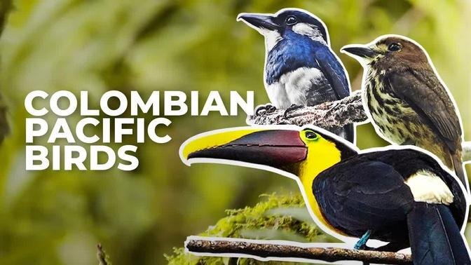 The Most Beautiful Birds of San Cipriano, Colombia