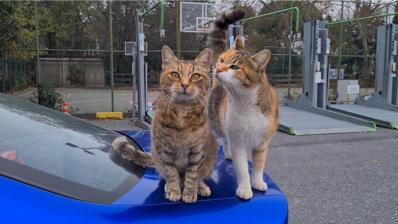 Stray cats climbing on the hood of my car waiting for me to bring them food.