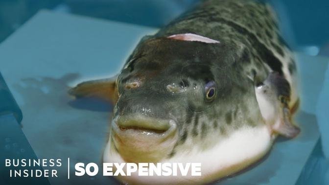 Why Puffer Fish Is So Expensive _ So Expensive