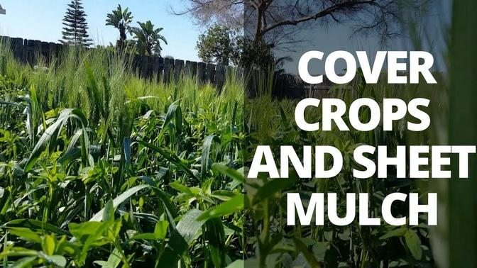 Barren to Fertile Soil  Using Cover Crops and Sheet Mulch