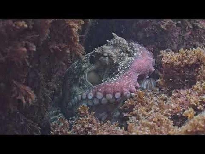 Fun with Octopus