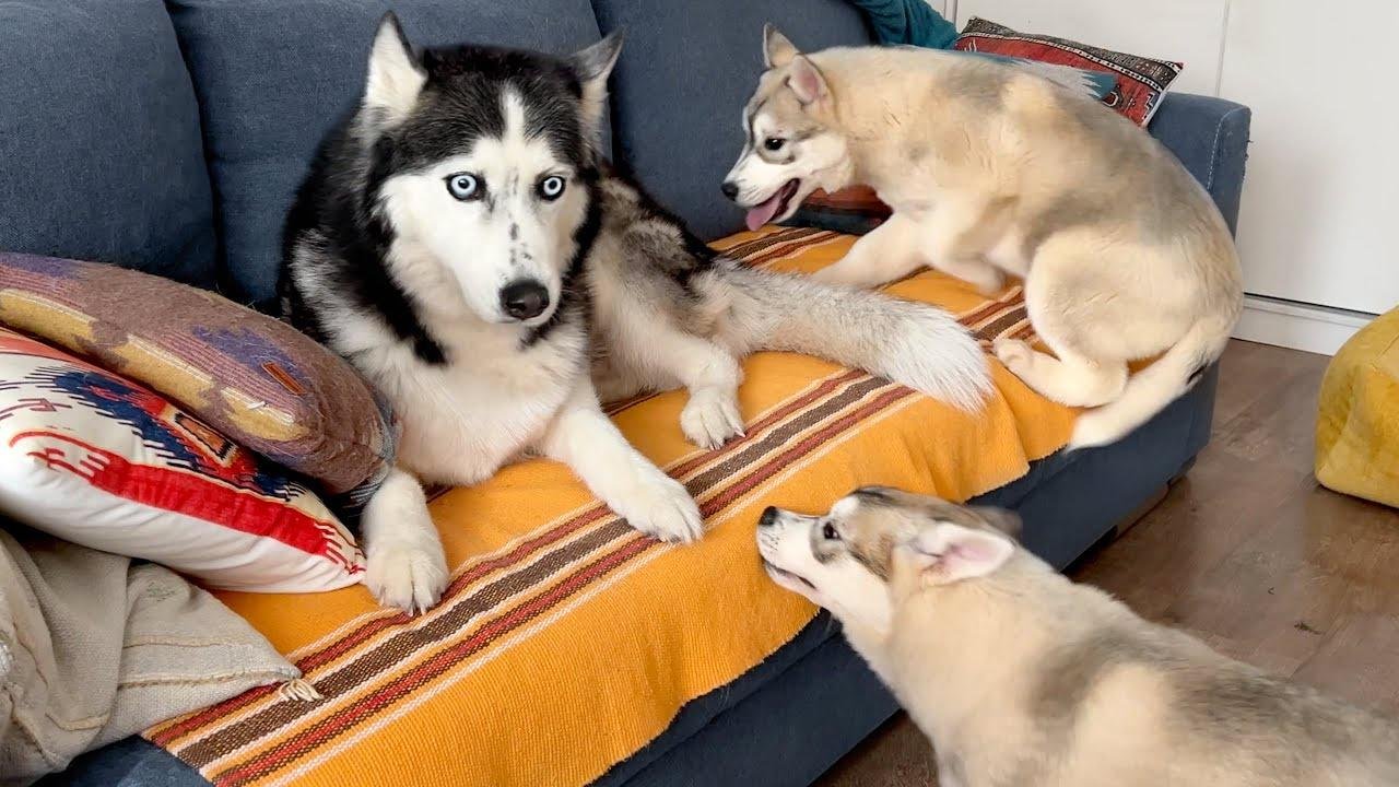 My Husky is Terrified of Running Away From Cute Puppies | Videos ...