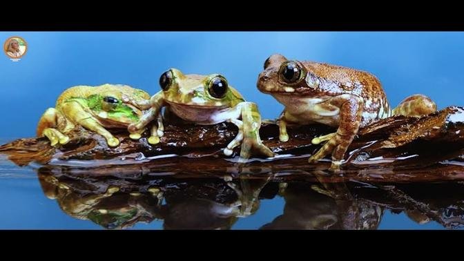Children's Poetry: "Swimming with Tadpoles," a Sweet and Educational video.