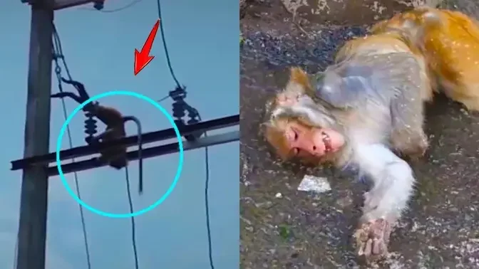 Monkey Escapes To Attack Humans. Climbing Up The Electric Pole Was Shocked By Electric Shock