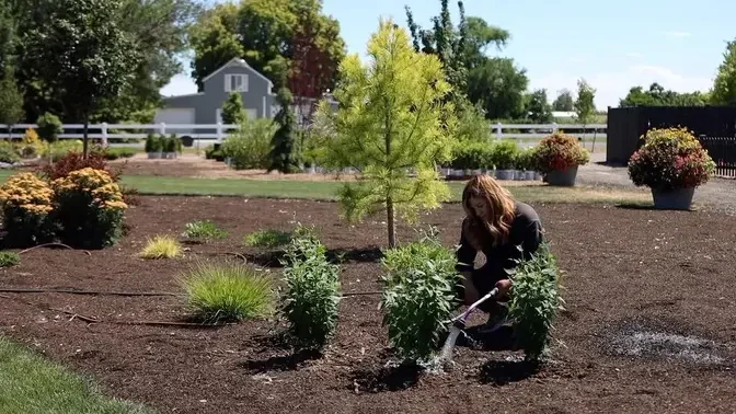 Planting 3 Varieties of Hyssop- the Perfect Perennial For Crummy Soil! 🌿💪🙌 // Garden Answer