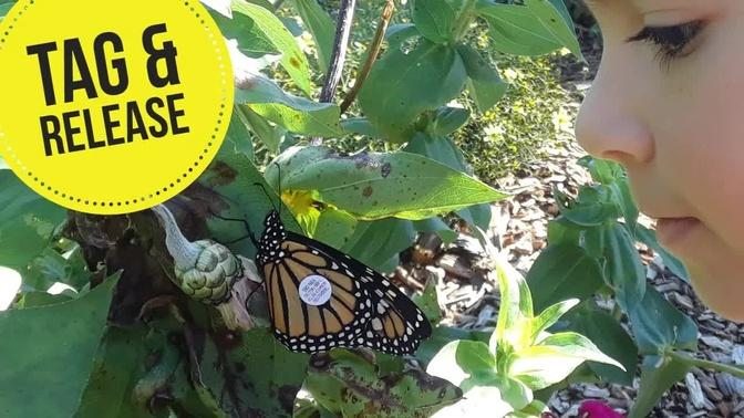 Monarch Butterfly Migration | I tagged and Released Butterflies